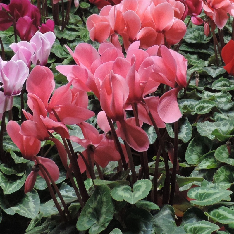 Fiori e Piante